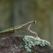 Chinese Mantis - Photo (c) John B., some rights reserved (CC BY)