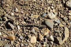 Mediodactylus danilewskii