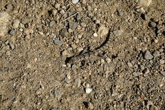 Mediodactylus danilewskii