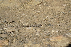 Mediodactylus danilewskii