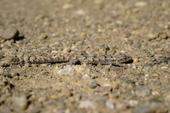 Mediodactylus danilewskii
