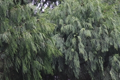 Cupressus pendula