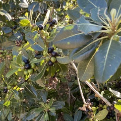 Sideroxylon inerme inerme