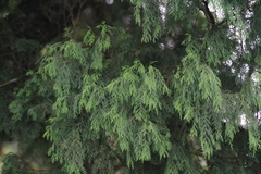Cupressus pendula