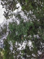 Cupressus pendula