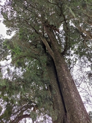 Cupressus pendula