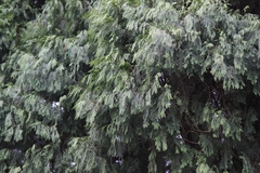 Cupressus pendula