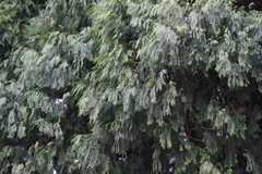 Cupressus pendula