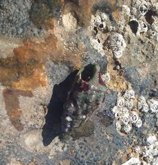 Clibanarius erythropus