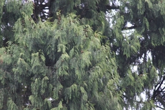 Cupressus pendula