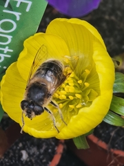Eristalis tenax