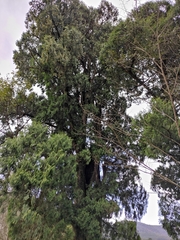 Cupressus pendula