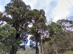 Cupressus pendula
