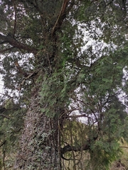 Cupressus pendula