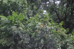 Cupressus pendula