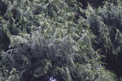 Cupressus pendula