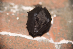 Rhinolophus formosae