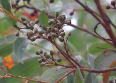 Eucalyptus helidonica