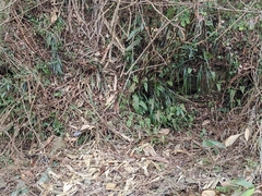 Neocheiropteris ovata