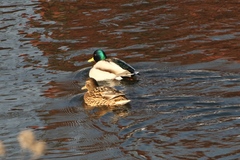 Anas platyrhynchos