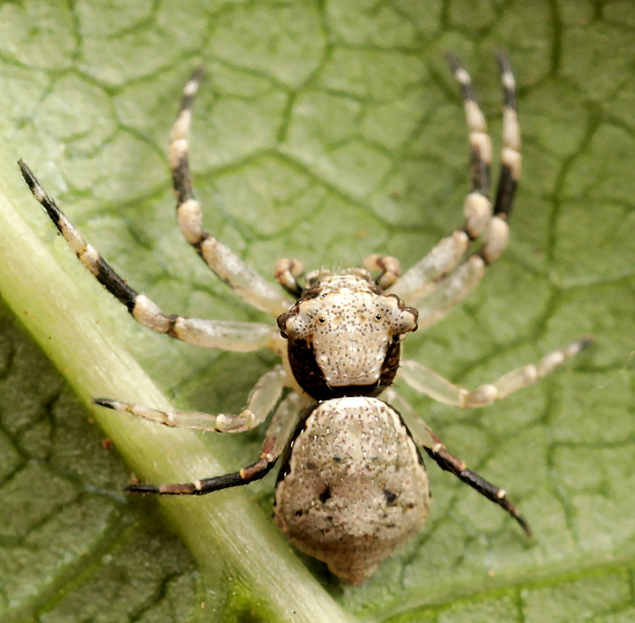 Zebra Pherecydes Crab Spider Scorpions Spiders Ticks And Mites Of The Mfolozi River Catchment 