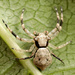 Wide-eyed Crab Spiders - Photo (c) Wynand Uys, some rights reserved (CC BY), uploaded by Wynand Uys