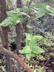 Rhododendron mariesii