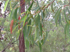 Eucalyptus helidonica