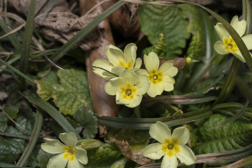 Primula vulgaris — photo 3