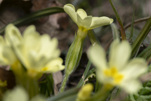 Primula vulgaris