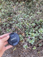 Rhododendron nakaharae