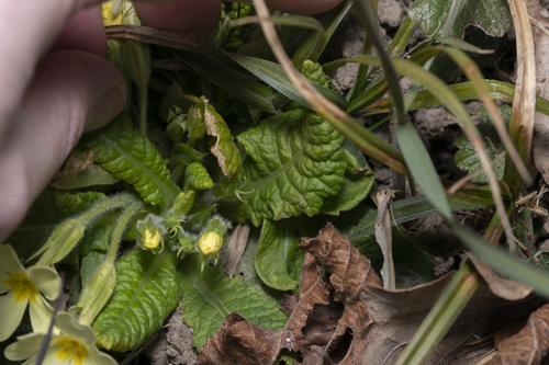 Primula vulgaris
