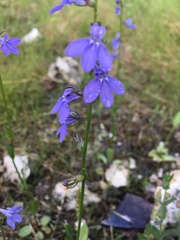 Lobelia