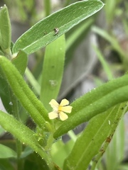 Goodenia pilosa