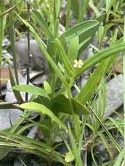 Goodenia pilosa