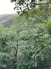 Quercus variabilis