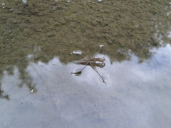 Gerris latiabdominis