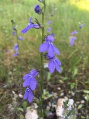 Lobelia