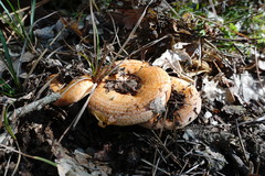 Lactarius sanguifluus