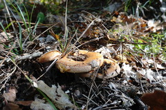 Lactarius sanguifluus