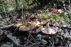 Lactarius sanguifluus
