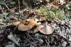 Lactarius sanguifluus