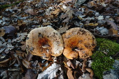 Lactarius sanguifluus