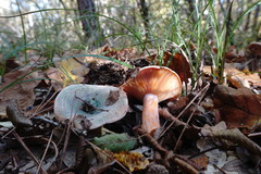 Lactarius semisanguifluus