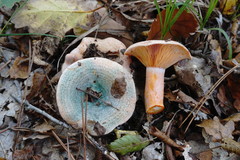 Lactarius semisanguifluus