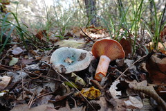 Lactarius semisanguifluus