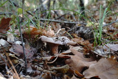 Lactarius semisanguifluus