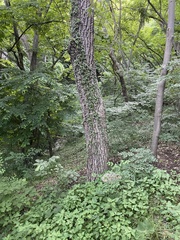 Quercus variabilis