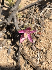 Krameria cistoidea