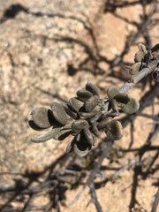 Krameria cistoidea